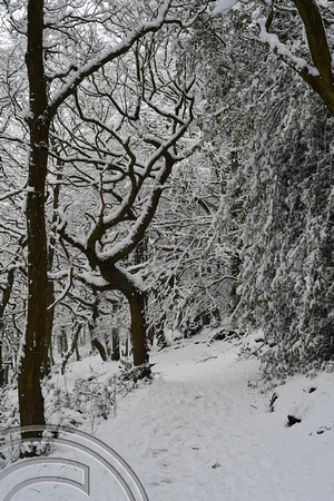 DG347053. Trees in the snow. Scarr Wood. Halifax. 2.2.2021.