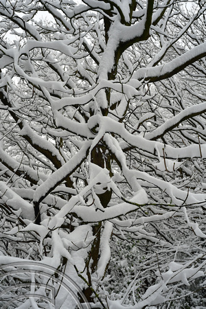DG347058. Trees in the snow. Long Wood. Halifax. 2.2.2021.