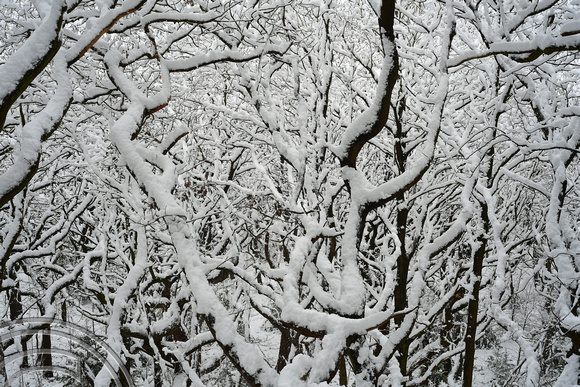 DG347067. Trees in the snow. Long Wood. Halifax. 2.2.2021.