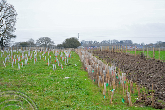 DG364546. HS2. New tree planting at a wood adjacent Iletts Farm. Brackley. Northants. 10.1.2022.