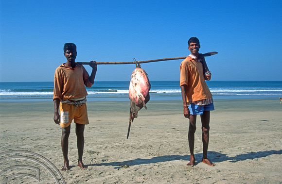T9324. Fishermen with Stingrays. Arambol. Goa. India. 29th January 2000