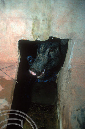 T9365. Pig in a pig toilet. Arambol. Goa. India. 31st January 2000