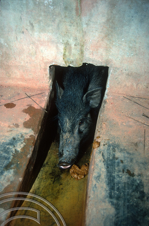 T9366. Pig in a pig toilet. Arambol. Goa. India. 31st January 2000