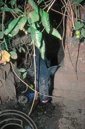 T9368. Pig in a pig toilet. Arambol. Goa. India. 31st January 2000