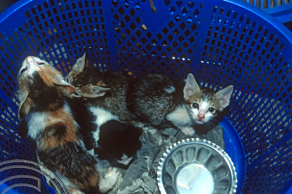T9393. Kittens. Animal sanctuary. Mandrem. Goa. India. 1st February 2000