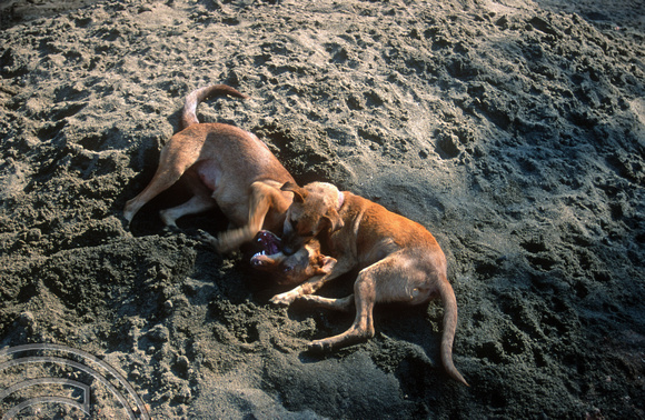 T9395. Dogs playing. Animal sanctuary. Mandrem. Goa. India. 1st February 2000