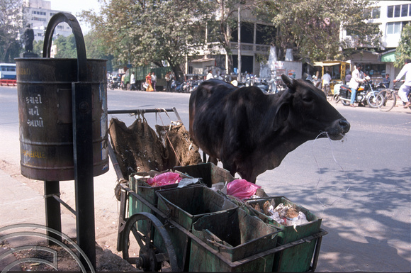 T9841. Cow eating rubbish from a cart. Ahmedabad. Gujarat. India. 21st February 2000