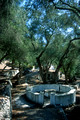 T10225. Cistern well under olive trees. Paxos. Ionian Isles. Greece. 24th September 2000