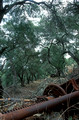 T10230. Rusting olive press under the trees. Paxos. Ionian Isles. Greece. 1st October2000