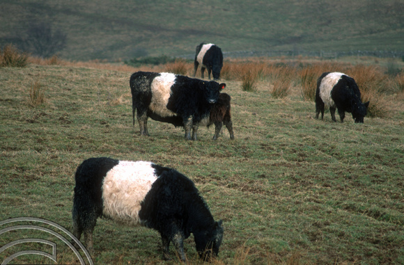 T10670. Dumfries and Galloway Belted Cattle. The Borders. Scotland. 24th March 2001