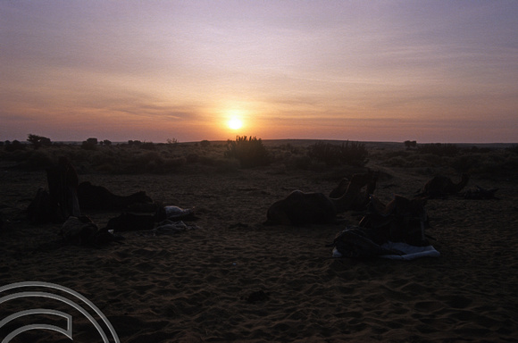 T4336. Camels at dawn. Thar desert. Rajasthan. India. December 1993.