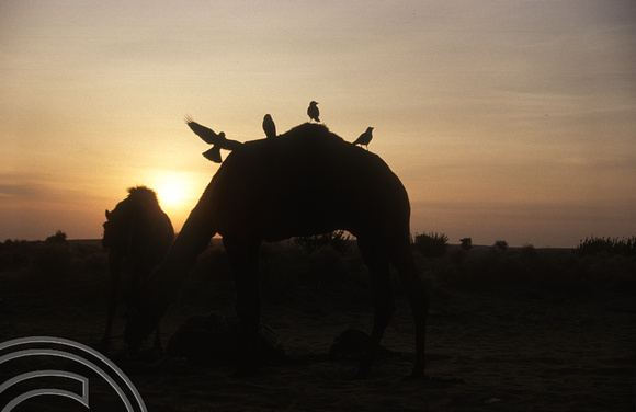 T4337. Camels at dawn. Thar desert. Rajasthan. India. December 1993.