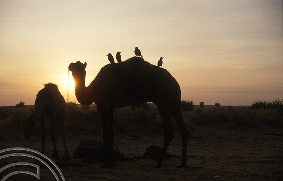 T4340. Camels at dawn. Thar desert. Rajasthan. India. December 1993.