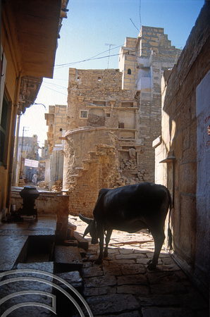 T4265. Cows wander the street. Jaisalmer. Rajasthan. India. December 1993