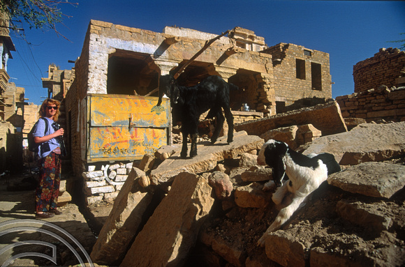 T4266. Goats in the fort. Jaisalmer. Rajasthan. India. December 1993