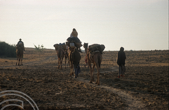 T4352. Riding camels. Thar desert. Rajasthan. India. December 1993.