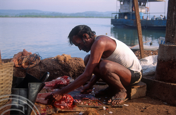 T4449. Cutting fresh fish at the jetty. Siolim. Goa. India. December 1993.