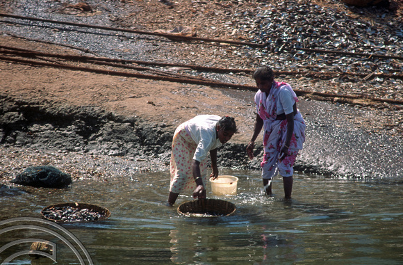 T4458. Washing shellfish. Siolim. Goa. India. December 1993.