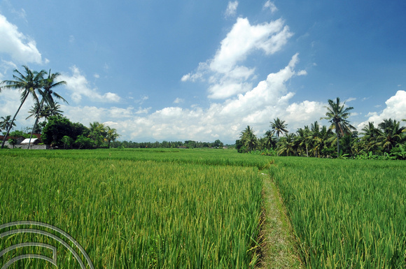DG100405. Paddy fields. Ubud. Bali. 2.1.12