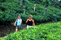 17032. Alison and Lynn walking through tea plantations around Ella. Sri Lanka. 02.01. 2004.