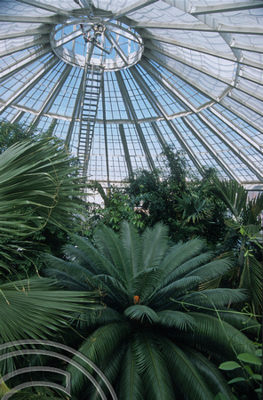 T5380. Inside the Palm House in the botanic gardens. Copenhagen. Denmark. August 1995