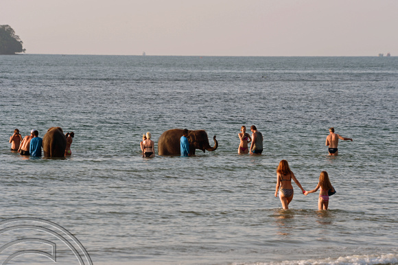 DG166347. Bathing elephants. Mam Kai Bae. Ko Chang. Thailand. 7.12.13.