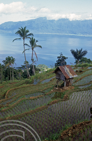 T3882. Rice paddies. Lake Maninjau. Sumatra. Indonesia. 1992.