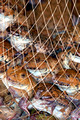 TD00403. Frogs in a food market. Hong Kong. 4.11.04.