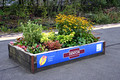 DG428258. Flowerbeds. Denton station. 21.9.2024.