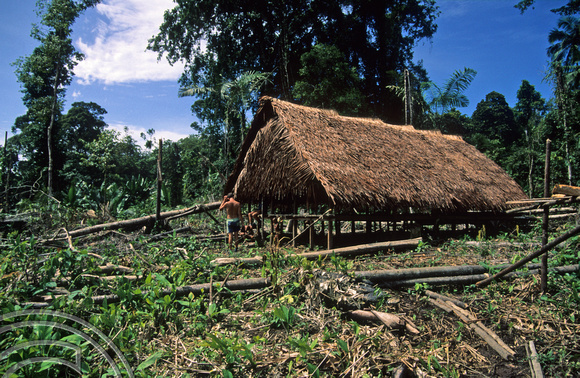 T3779. New uma. Siberut. Mentawai Islands. Indonesia. 1992.