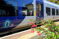 DG429876. Station garden. Todmorden. 5.10.2024.