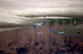 T5750. Wading bird. Arambol. Goa. India. December 1995