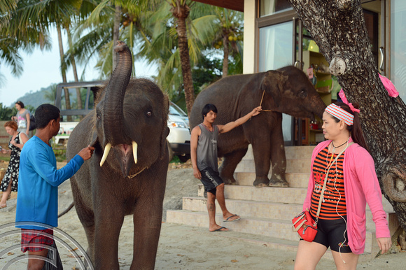 DG166458. Elephants on the beach. Mam Kai Bae. Ko Chang. Thailand. 13.12.13.