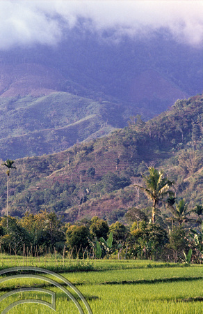 T4070. Fields around Moni. Flores. Indonesia. 1992.