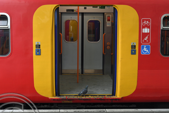 DG365181. Pigeon passenger. Waterloo. 27.1.2022.