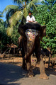 T5752. Elephant in the village. Arambol. Goa. India. December 1995