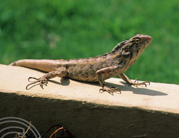 T6690. Lizard. Puri. Orissa. India. 1998.