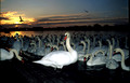 T5354. Sunset swans. Southport. Merseyside. 1994.