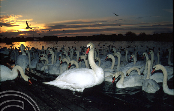 T5354. Sunset swans. Southport. Merseyside. 1994.