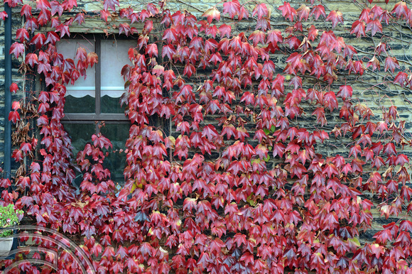 DG198112. Autumn colours. Norland. 11.10.14.