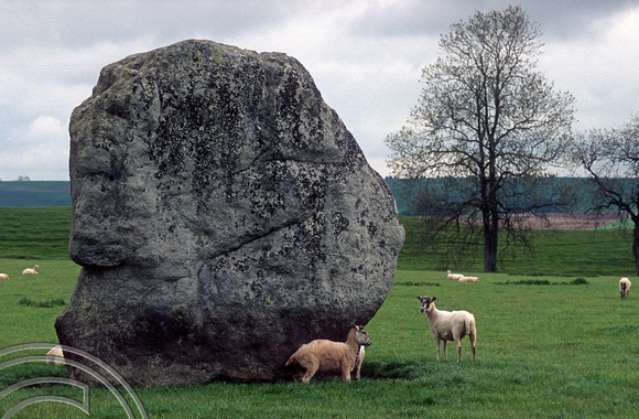T5504. Standing stones. Avebury. Wiltshire. England. May 1996