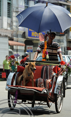 TD12084. Dog in a rickshaw. Georgetown. Penang. Malaysia. 29.1.09.