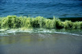 T5748. Green sea. Arambol. Goa. India. December 1995