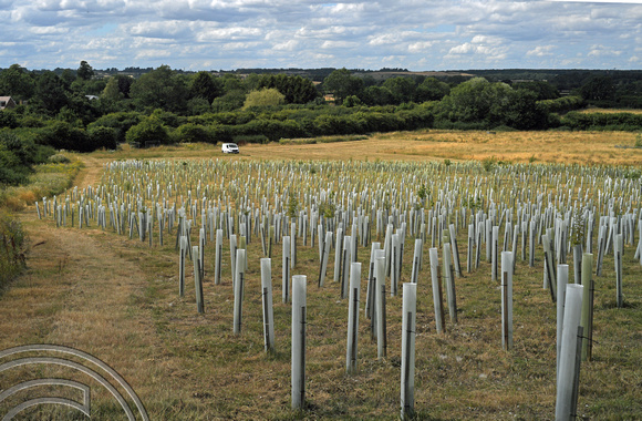 DG376258. HS2 mitigation planting.  Ladbroke Hill. Northamptonshire. 4.8.2022.