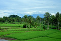 DG437275. Rice paddies and Mount Argopuro. East Java. Indonesia. 21.1.2025.