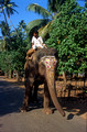 T5751. Elephant in the village. Arambol. Goa. India. December 1995