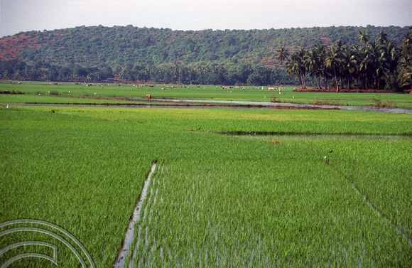 T5628. Paddy fields. Pernem district. Goa. India. December 1995