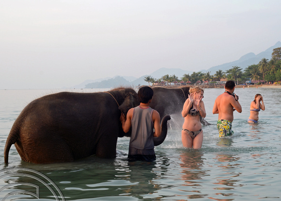 DG166431. Elephants on the beach. Mam Kai Bae. Ko Chang. Thailand. 13.12.13.