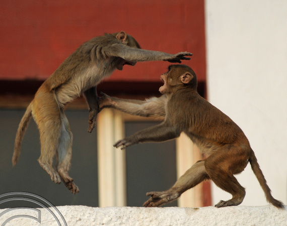 DG69464. Monkeys playing on the station. Old Delhi. India. 4.12.10.