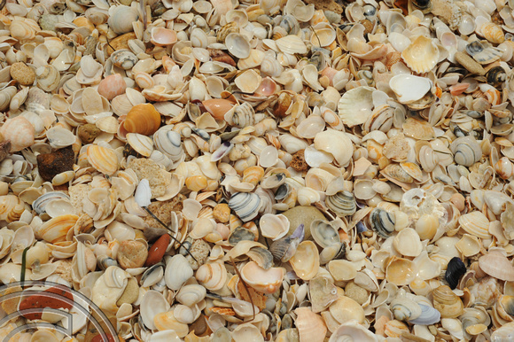 DG52803. Seashells. Praia de Falesia. Poertugal. 25.5.10.